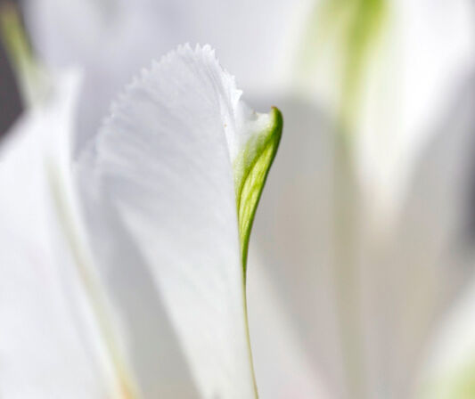 シスレーと環境保護への取り組み