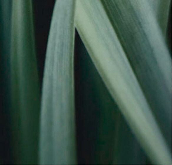 La connaissance des plantes associée à celle de la peau.