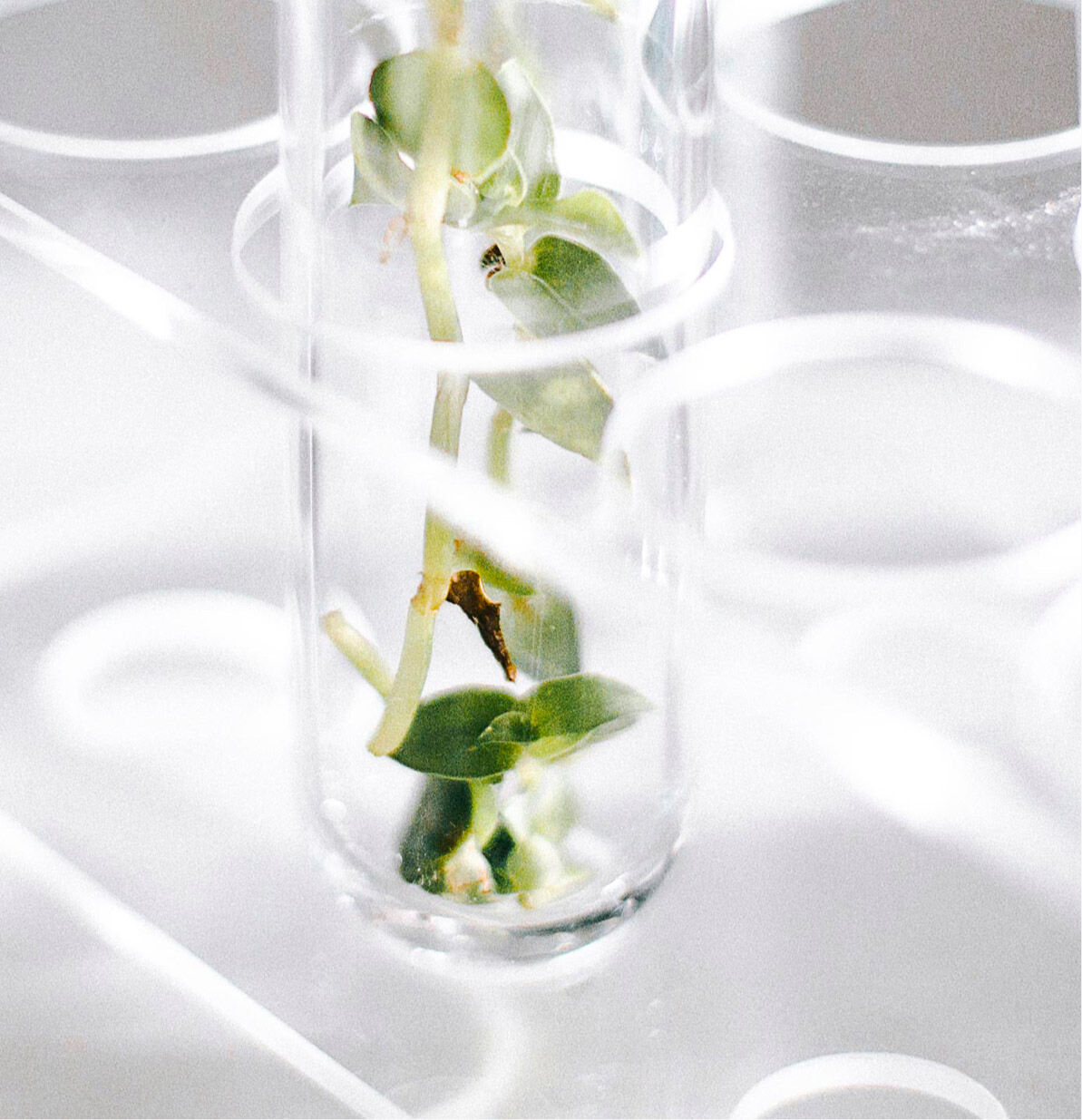 La phyto-cosmétologie, concept au cœur des créations Sisley, constitue un savoir-faire unique.