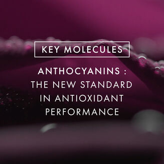 Black Rose Concentrate