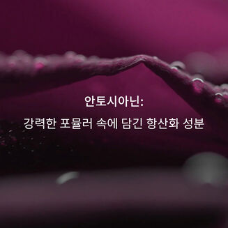 블랙 로즈 컨센트레이티드 세럼