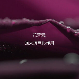 黑玫瑰彈潤水光菁萃