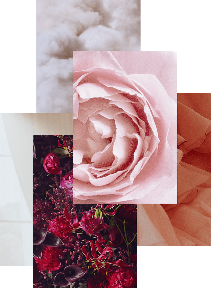 Izia la Nuit is constructed around a unique rose.