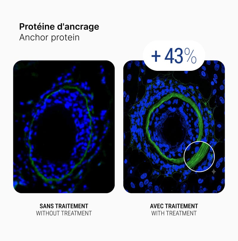 Graph showing the effect of Super Serum on hair anchorage