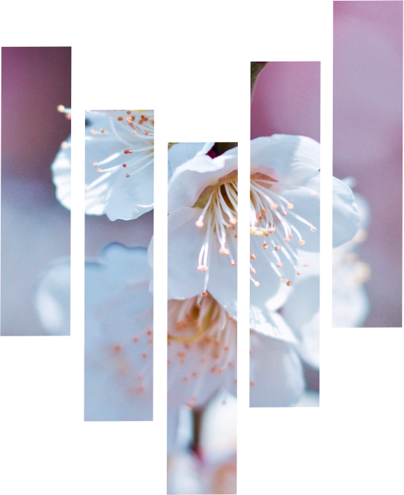 izia sisley composition